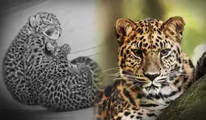 Esperanza felina: zoológico de EEUU celebra nacimiento de dos leopardos en peligro de extinción