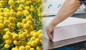 Los científicos ahora proponen utilizar el polen para fabricar papel, esponjas y más como una opción mucho más ecológica