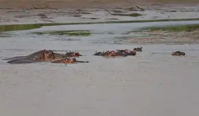 Hipopótamo vuelca embarcación en Costa de Marfil: hay 11 personas desaparecidas, entre ellas 1 bebé