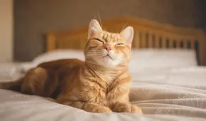 Los científicos revelan una técnica sencilla para lograr comunicarse con un gato