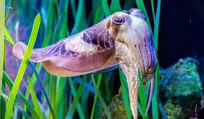 Científicos descubrieron que un animal marino puede ser tan inteligente como un niño de 4 años