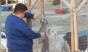 Animalistas en Perú luchan contra el maltrato animal: albergues viven de donaciones por falta de apoyo del Gobierno