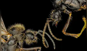 El animal que "rompe la biología reproductiva" al lograr clonar miembros masculinos de otra especie, según estudio
