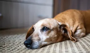 ¿Licencia por la muerte de tu mascota? Congreso propone proyecto que daría hasta tres días de ausencia