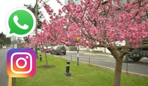 50 frases por el Día de la Primavera en Perú: comparte estos mensajes bonitos el 23 de septiembre vía WhatsApp y Instragram