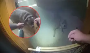 Perro es rescatado en un incendio en casa, pero antes guía a policía a que le ponga su correa en EEUU