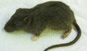 Perú vuelve a ser clave para la ciencia con el hallazgo de una nueva especie de roedor en lo profundo de su selva amazónica