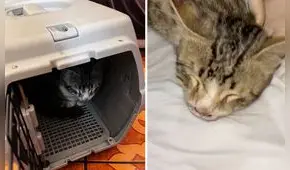 Buscan hogar y piden ayuda para tratamiento de gatito accidentado en San Martín de Porres: "Es un milagro que haya sobrevivido"