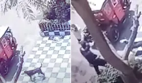 Delincuente dispara a perro que intentó defender a su dueño de un asalto en Comas