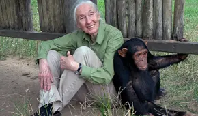 Jane Goodall, la mejor amiga de los chimpancés, y su paso por el Perú: una huella de inspiración y amor por la vida natural Jane Goodall, la mejor amiga de los chimpancés, y su paso por el Perú: una huella de inspiración y amor por la vida natural