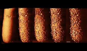 Científicos capturan las imágenes de un antibiótico perforando la armadura de unas bacterias en tiempo real