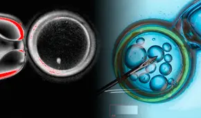 Científicos dan un paso clave frente a la infertilidad con óvulos humanos creados a partir de células de la piel