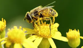 Científicos proponen utilizar el polen para resolver uno de los mayores problemas ambientales del planeta