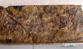 Canadá reescribe la evolución de los peces de agua dulce con el hallazgo de un fósil de 70 millones de años