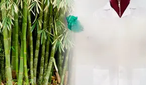 China quiere despedirse del plástico tradicional con una alternativa biodegradable y ultra resistente