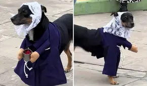 Perrito ‘devoto’ del Señor de los Milagros se roba miradas con su hábito morado: "Listo para la procesión" Perrito ‘devoto’ del Señor de los Milagros se roba miradas con su hábito morado: "Listo para la procesión"