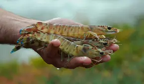Indonesia entra en alerta tras detectarse cargamento de camarones radiactivos exportados a EE. UU. Indonesia entra en alerta tras detectarse cargamento de camarones radiactivos exportados a EE. UU.