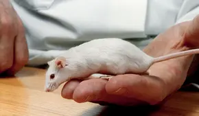 El COVID-19 podría provocar aumento de la ansiedad hereditaria, según estudio en ratones