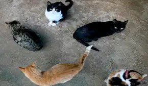 Ciudad española prohíbe adoptar gatos negros en Halloween para evitar ritos y malos tratos