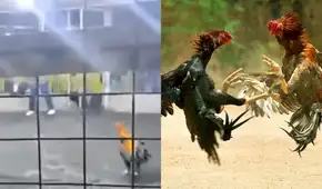 Gallo de pelea causa la muerte de su criador tras atacarlo durante una competencia en Barranca
