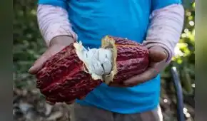 Huánuco: Precio del cacao cae a 16 soles tras bonanza de S/ 40.00 por kilo