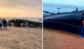 Inmenso cadáver de una ballena azul aparece en balneario de Punta Mero, en Tumbes: vecinos advierten que cetáceo empieza a hincharse