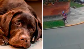 Captan a jardinero como presunto responsable del envenenamiento y muerte de mascotas en parques de San Isidro