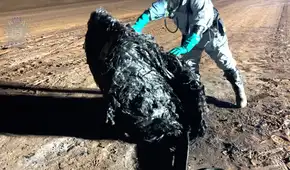 Una rara estructura cayó en el desierto de Australia y los científicos intentan saber su naturaleza y origen