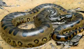 Tragedia en Loreto: anaconda gigante mata a comunero mientras trabajaba en plena selva amazónica