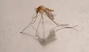 Por primera vez se detectan mosquitos en Islandia, uno de los pocos lugares libres de ellos
