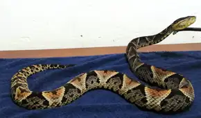 Veneno que salva: científicos peruanos de San Marcos hallan en serpientes nativas potencial tratamiento contra cánceres agresivos