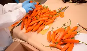 Las semillas de ajíes peruanos nativos son protegidas por primera vez en el ‘Arca de Semillas’ de Noruega