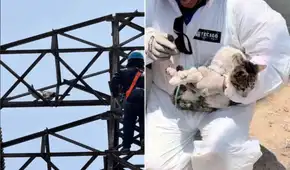 Rescatan a gatito atrapado en torre de alta tensión en El Agustino: ahora busca un nuevo hogar