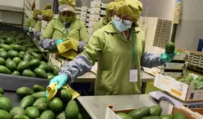 Agroexportaciones superan los US$8.000 millones por mayores envíos de paltas, uvas y arándanos