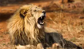 No es el león, ni el cocodrilo: este es el temible superdepredador que infunde más miedo en el África