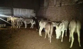 PNP descubre camal clandestino: vendían carne de burro y caballo como si fuera de res en mercados de Trujillo PNP descubre camal clandestino: vendían carne de burro y caballo como si fuera de res en mercados de Trujillo