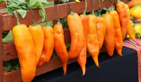 Perú asegura su sabor y biodiversidad: los ajíes nativos se conservarán en la bóveda de semillas más segura del mundo