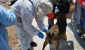 Casos de rabia en Perú no son atendidos con urgencia: mordeduras de animales se incrementa en Arequipa y la Amazonía