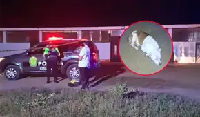 Asesinan a animalista en la puerta de su refugio de animales en Huaura: 110 mascotas quedan en abandono Asesinan a animalista en la puerta de su refugio de animales en Huaura: 110 mascotas quedan en abandono