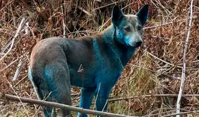 Científicos confirman que sí existen unos perros azules en Chernóbil, pero no son mutantes