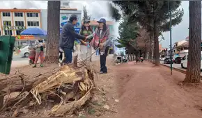 Vecinos denuncian tala indiscriminada de árboles por parte de la Municipalidad del Cusco