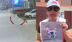 Vecinos de Chorrillos exigen justicia tras la muerte de mascotas por balines: "Queremos justicia por todos los animalitos" Vecinos de Chorrillos exigen justicia tras la muerte de mascotas por balines: "Queremos justicia por todos los animalitos"