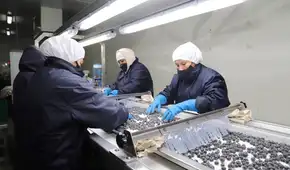 Arándano peruano despierta el interés de Japón y busca quitarle terreno a Chile y México