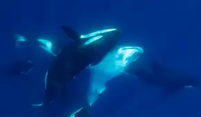 Biólogos revelan al animal que se ha convertido en el depredador más temible de los mares y aterroriza al gran tiburón blanco Biólogos revelan al animal que se ha convertido en el depredador más temible de los mares y aterroriza al gran tiburón blanco