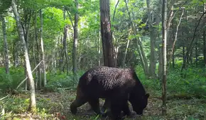 Japón despliega militares al norte del país ante ola de ataques de osos que han dejado 12 muertos