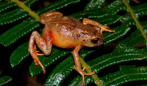Biólogos peruanos descubren 2 nuevas especies de ranas andinas que habitan en los "bosques enanos" de la cordillera de Pasco