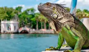 Florida se prepara para recibir un frente frío en noviembre que provocaría la curiosa “lluvia” de iguanas