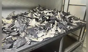 Incautan más de 12 toneladas de aletas de tiburón en vivienda del Callao, valorizadas en más de 15 millones de dólares