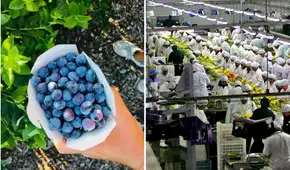 Perú se afirma como potencia agroexportadora mundial: envíos crecen 25,5% y superan los US$743 millones entre enero y setiembre