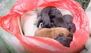 Buscan ayuda y adopción para 7 perritos abandonados en Villa El Salvador: necesitan alimento y cuidado responsable